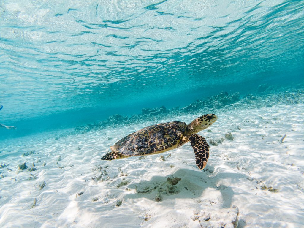 potapeni-a-snorchlovani-na-maledivach