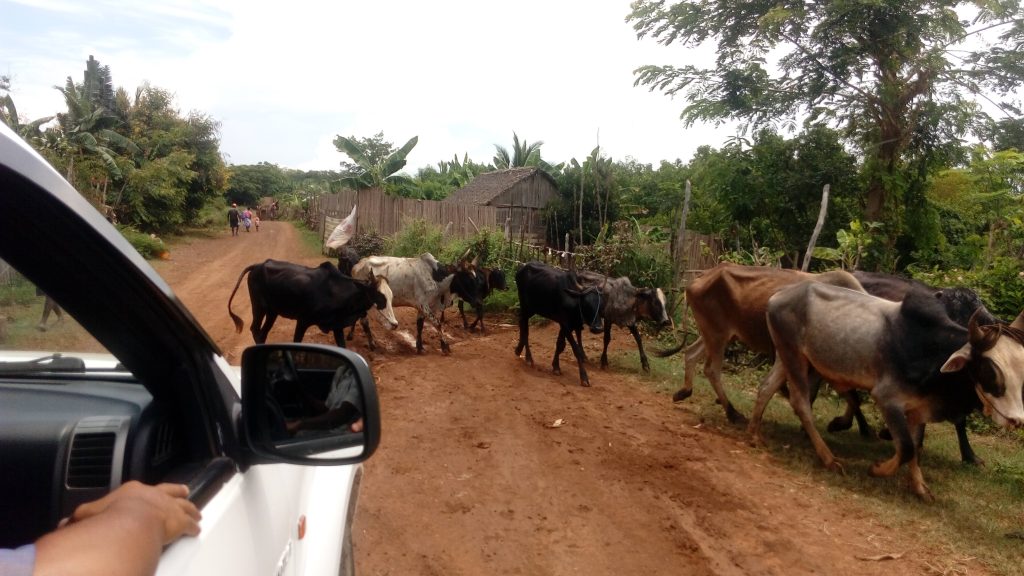 zebu-vsude-kolem-nas