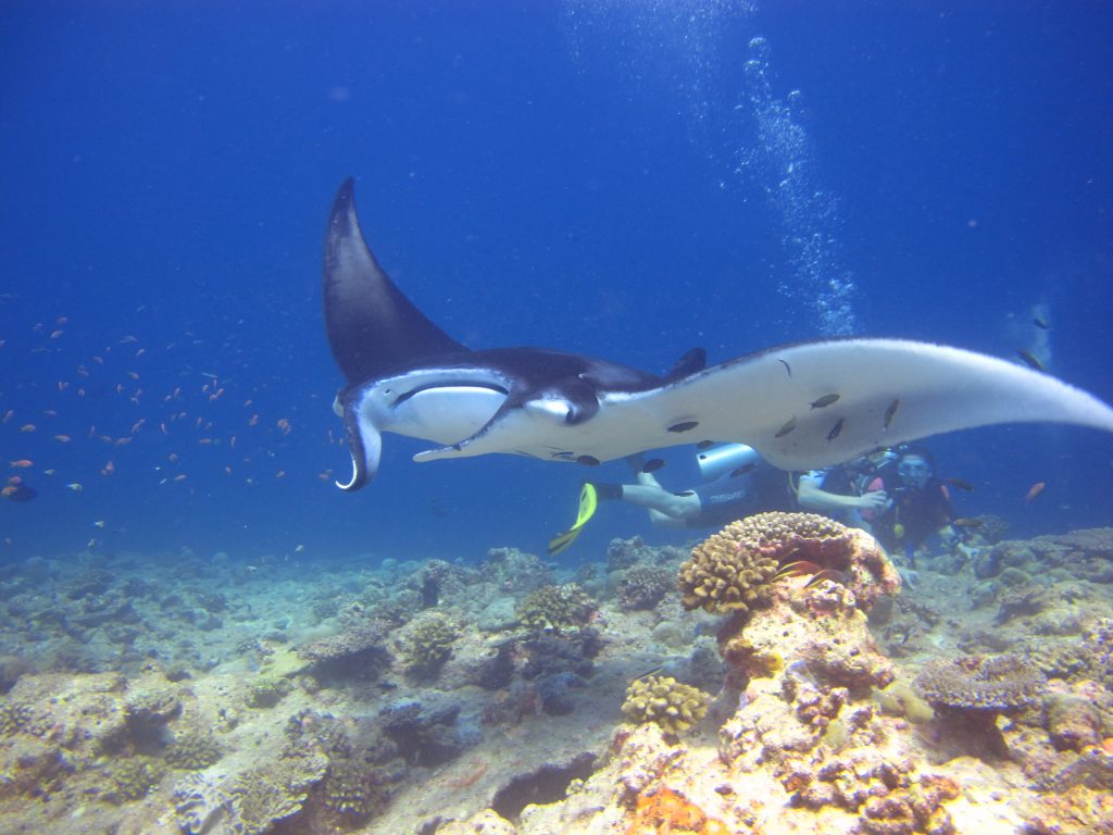 morska-cistici-stanice-na-fushifaru